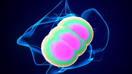 human cell division anatomy. 3d illustration