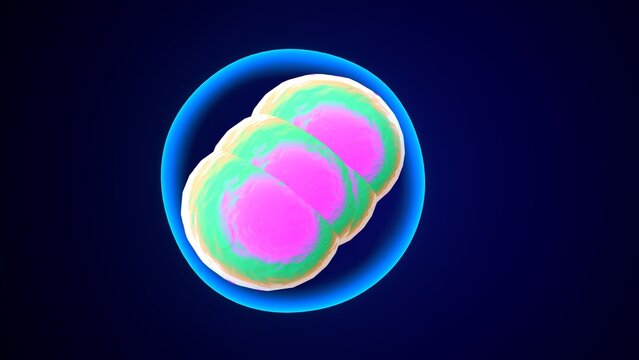 human cell division anatomy. 3d illustration