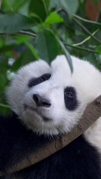 Panda baby bear going to sleep on the tree. Baby panda resting on tree closing his eyes with his paw. Vertical Screen