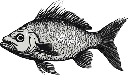 fish on a white background