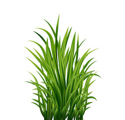 Fresh realistick green grass. Fresh herb: natural, organic, bio, eco label. 