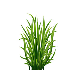 Fresh realistick green grass. Fresh herb: natural, organic, bio, eco label. 