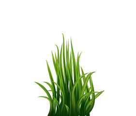 Fresh realistick green grass. Fresh herb: natural, organic, bio, eco label. 