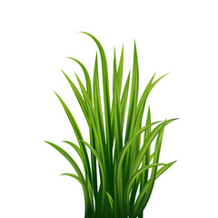Fresh realistick green grass. Fresh herb: natural, organic, bio, eco label. 