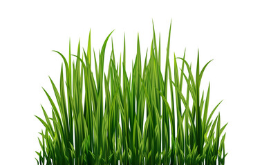 Fresh realistick green grass. Fresh herb: natural, organic, bio, eco label. 