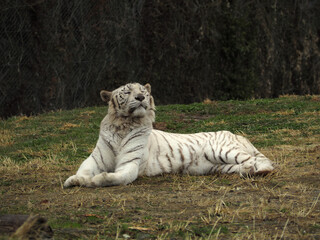 動物園のホワイトタイガー