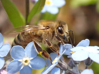 Honey bee with pollen on legs on spring blooming blue forget me not flowers closeup macro