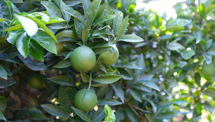 Unripe green tangerine growing on tree. Tropical garden