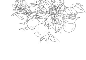 枝付きオレンジのシンプルな線画