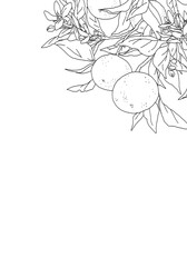 枝付きオレンジのシンプルな線画