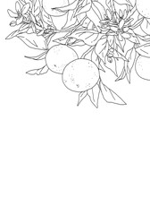 枝付きオレンジのシンプルな線画