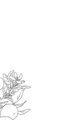 枝付きオレンジのシンプルな線画