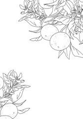 枝付きオレンジのシンプルな線画