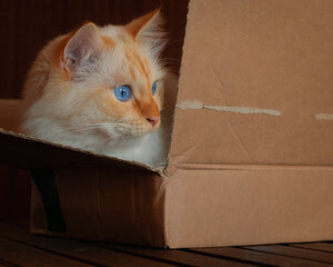 Blue-eyed cat lying in a cardboard box and looking out