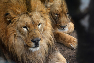 Fototapeta premium 動物園のライオン