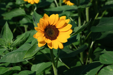Sunflowers blooming in the park