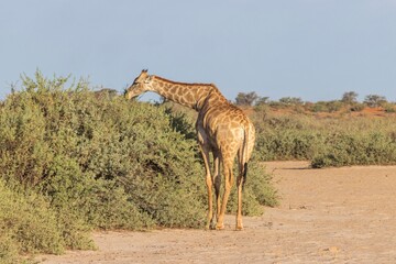 Fototapeta premium Picture of a giraffe in the Namibian savannah during the day