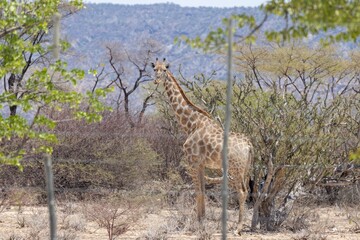 Picture of a giraffe in the Namibian savannah during the day