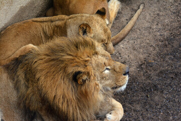 動物園のライオン