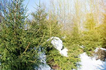 Christmas trees growing for sale. Fir trees in the winter forest.