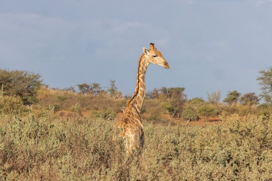 Picture of a giraffe in the Namibian savannah during the day