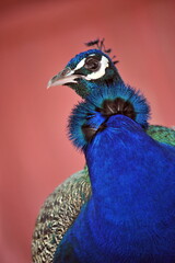 Portrait of beautiful peacock close up photography. 