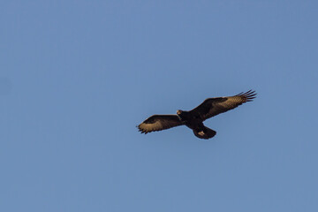 A Large Verreaux’s Eagle, Aquila verreauxii, in flight against a blue sky, in the Highveld of South Africa