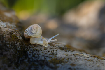 small snail close-up in the morning light