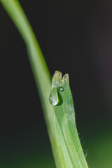 meadow flower in the morning light