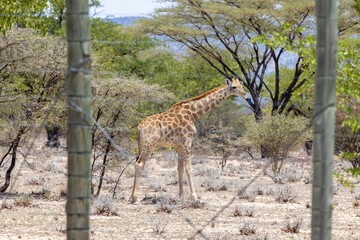 Picture of a giraffe in the Namibian savannah during the day