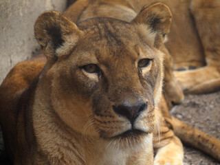 Naklejka premium 動物園のライオン
