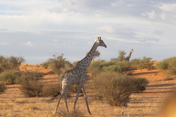 Picture of a giraffe in the Namibian savannah during the day