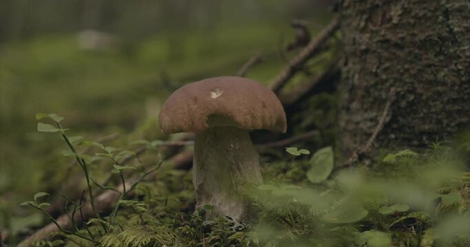 Champignon Bolet