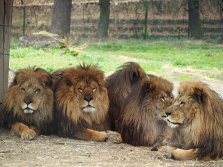 動物園のライオン