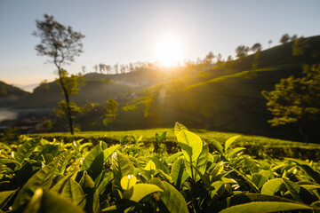 Beautiful sunrise over hills with tea plantations near Haputale in Sri Lanka.. - 779822270