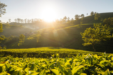 Beautiful sunrise over hills with tea plantations near Haputale in Sri Lanka..