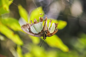 Close-up of a delicate butterfly ensnared in a spider's web