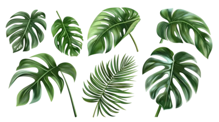 Fototapete Tropische Blätter Exotic plants collection featuring palm leaves and monstera, isolated on white. Watercolor vector illustrations perfect for botanical designs, top view flat lay, vibrant digital art with transparent b