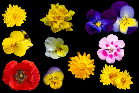 Flores variadas