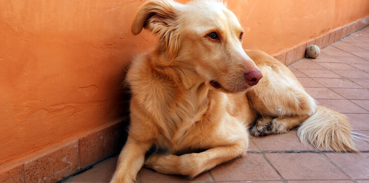 Cane meticcio dal pelo dorato accovacciato a terra su un balcone in cotto, ritratto di animale domestico che riposa all'aperto accanto a un muro arancione
