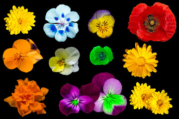 Flores variadas