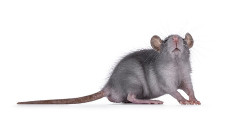Cute blue young rat, standing side ways. Looking up and above camera. Isolated on a white background.