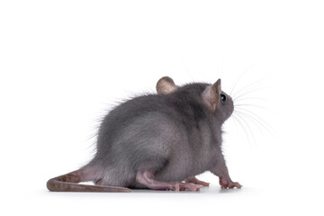Cute blue young rat, standing side ways. Looking backwards away from camera. Isolated on a white background.