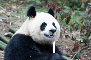 Close up female panda, Yuan Run, Chengdu, China