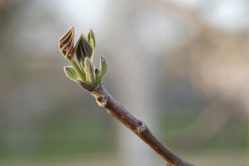 An unopened blossom bud of an apple tree. Selective focus.