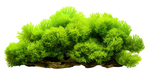 Green aquatic moss coral reef, cut out - obrazy, fototapety, plakaty