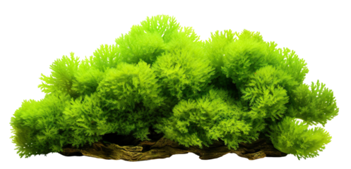Green aquatic moss coral reef, cut out