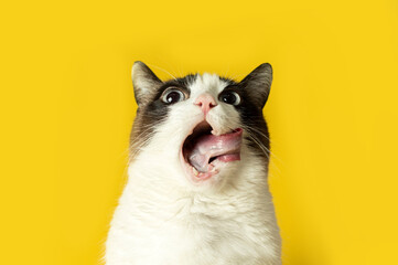 Funny fat grey and white cat opening the mouth and sticking out the tongue, sitting over yellow...