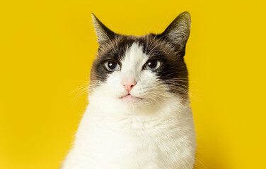 Portrait of funny fat cat staring at camera on bright yellow studio background, closeup shot of pet face expression