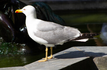Gaivota na fonte